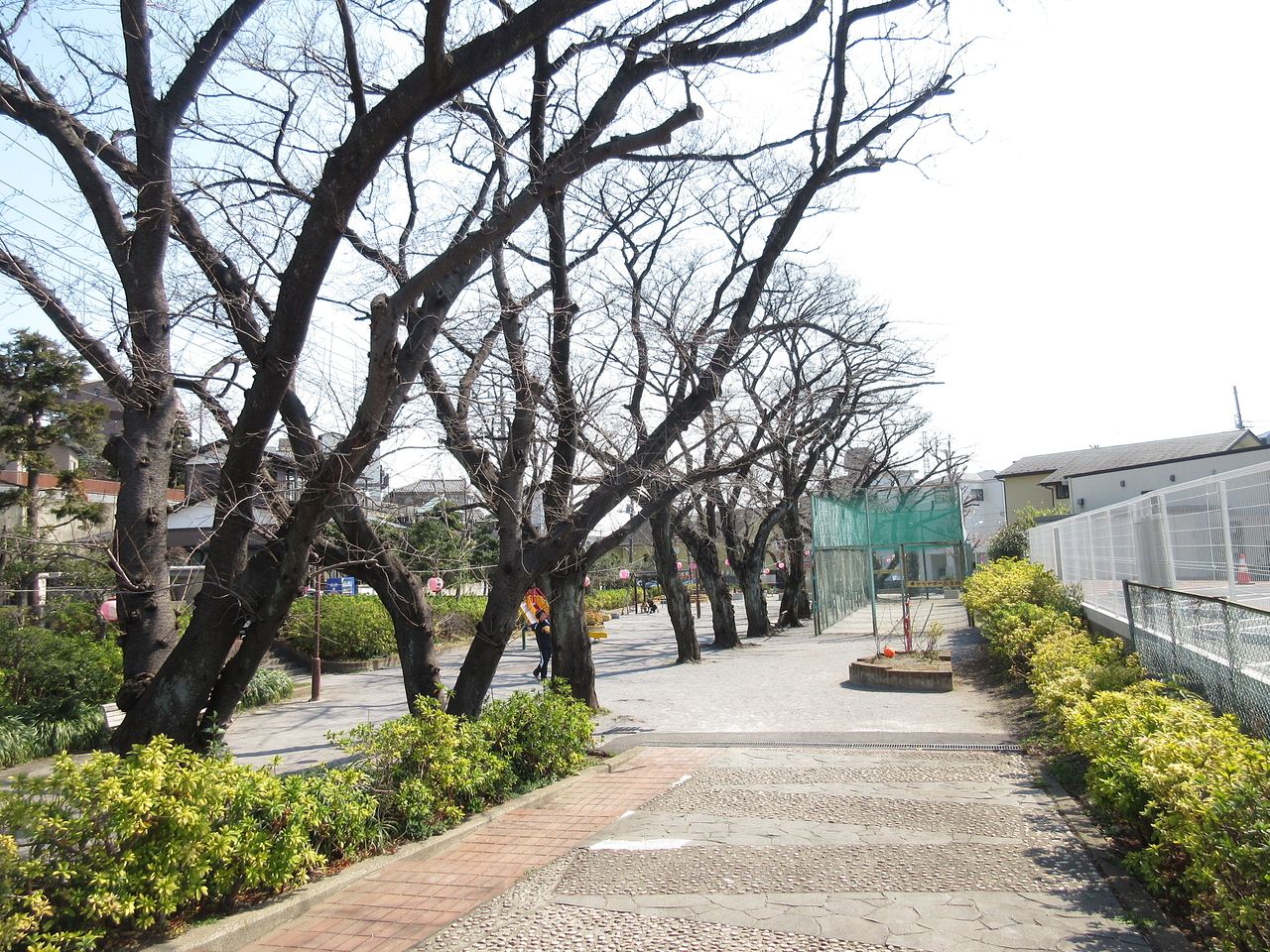 石川橋公園のお花見スポット